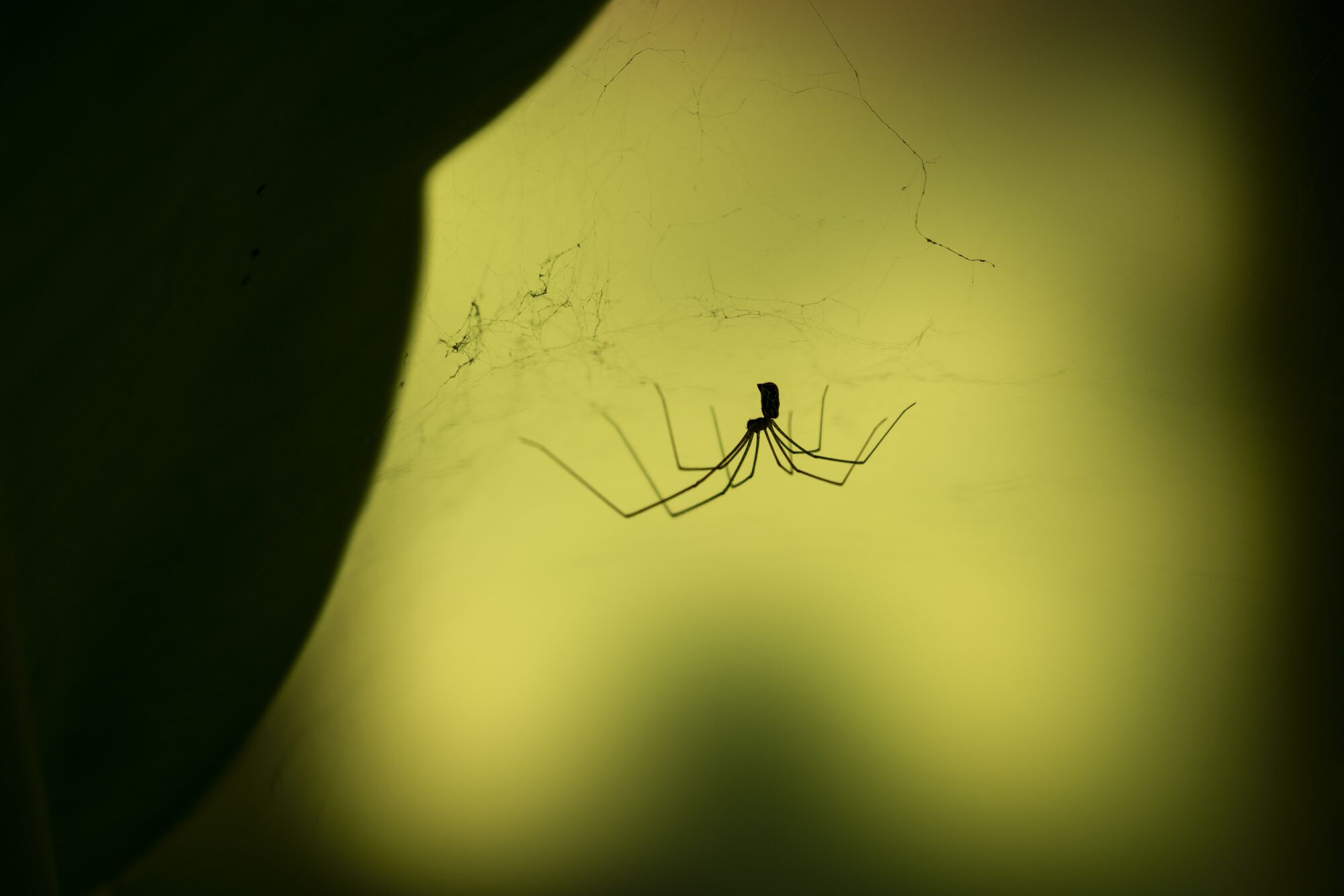 A spider appears in silhouette against a yellow background.