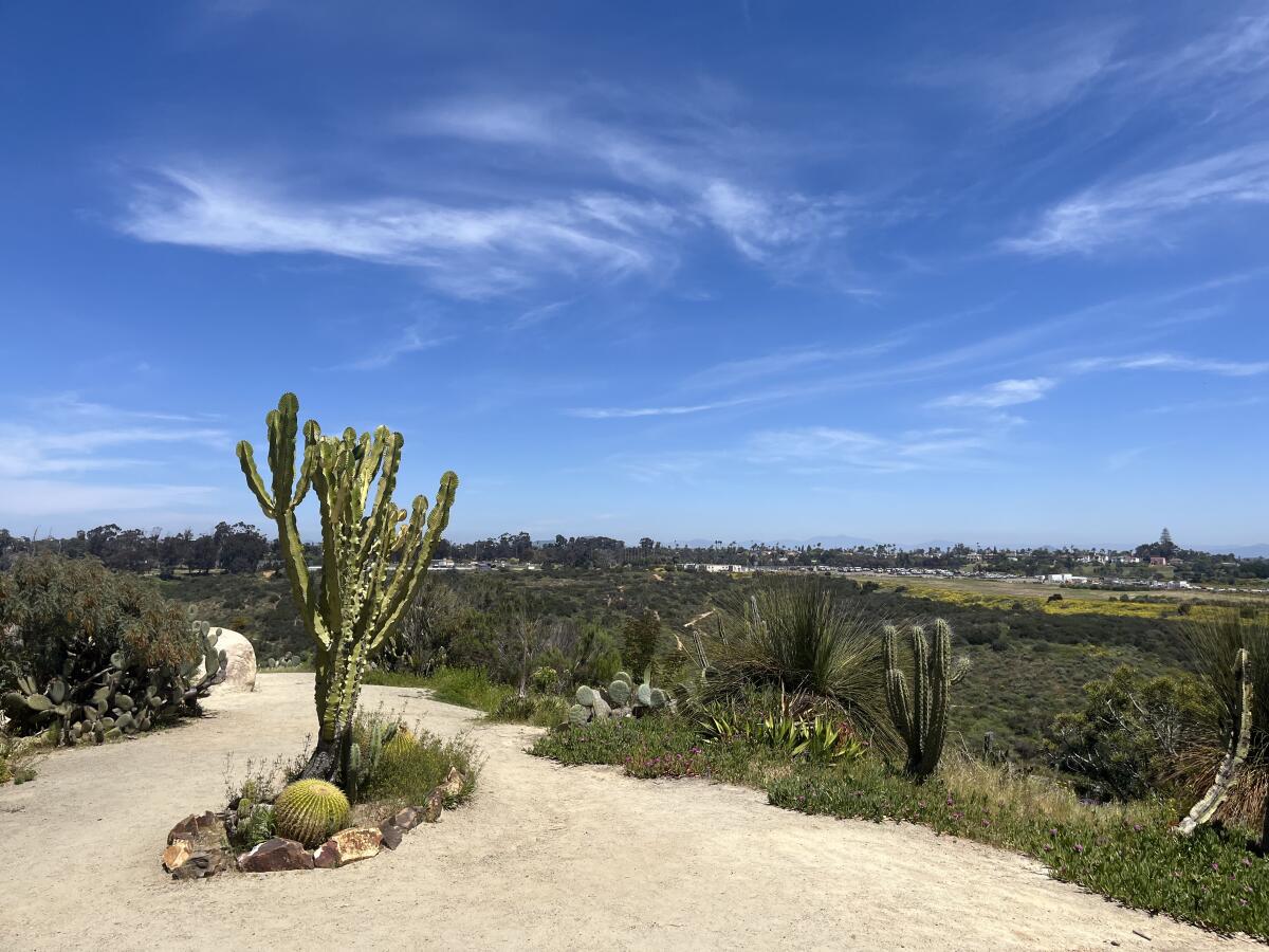 The Desert Garden, looking out toward Morley Field and Florida Canyon.