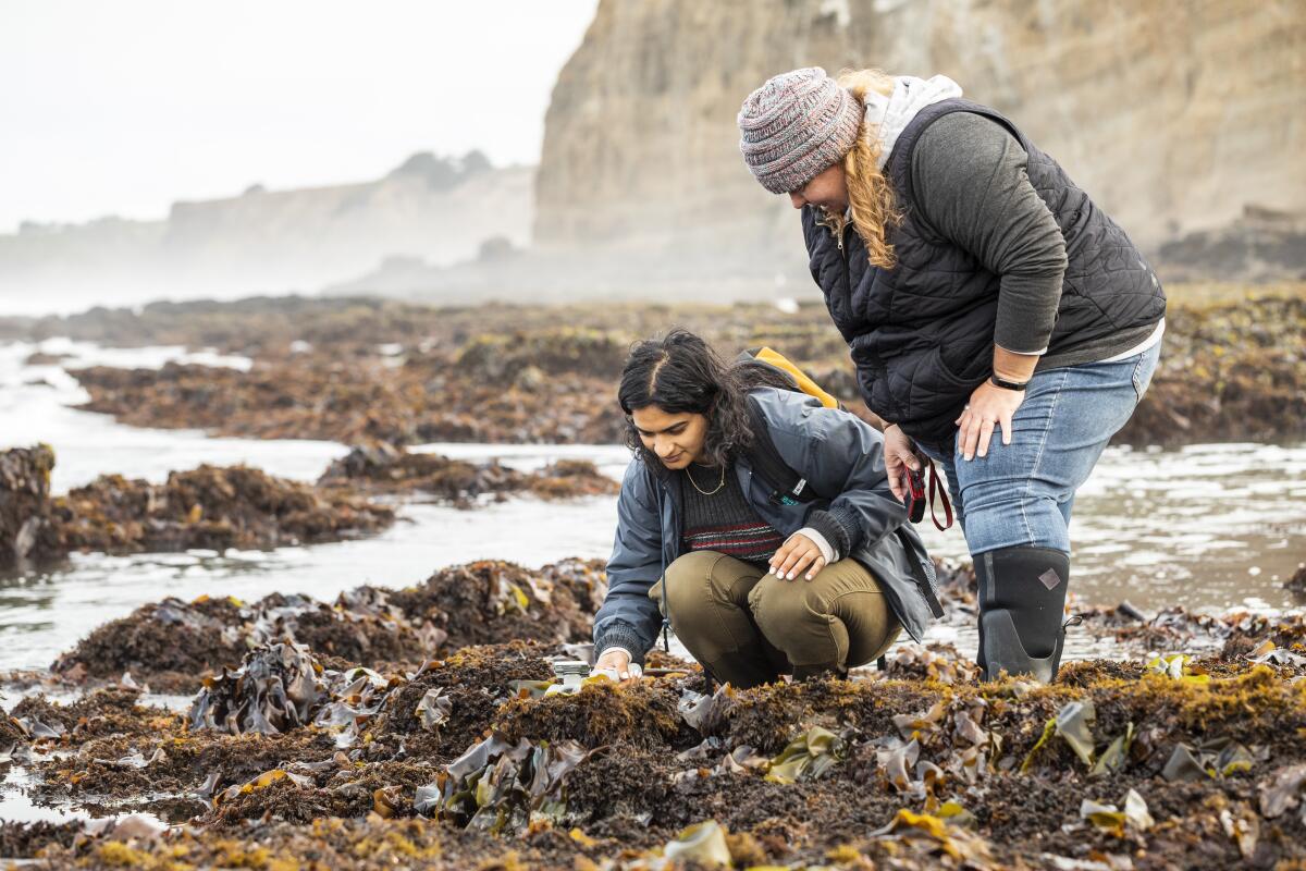 Two people look in a tidepool with cliffs in the background.