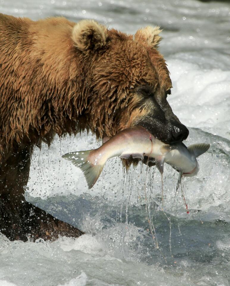 The coastal brown bears of Brooks Camp, Alaska