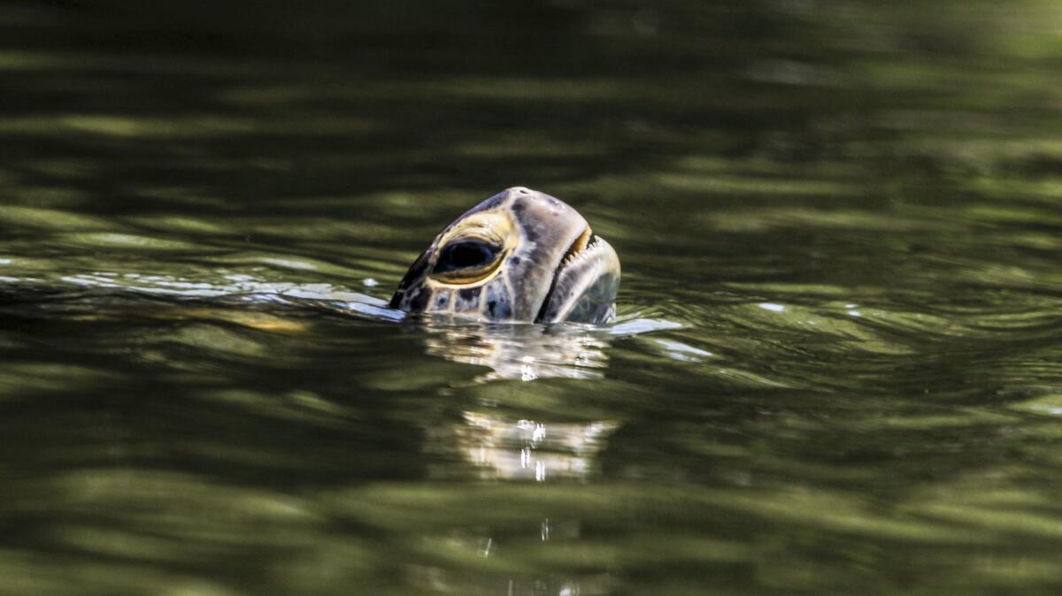 A sea turtle pokes his head above water in the San Gabriel River near the 405 Freeway overpass in Seal Beach.