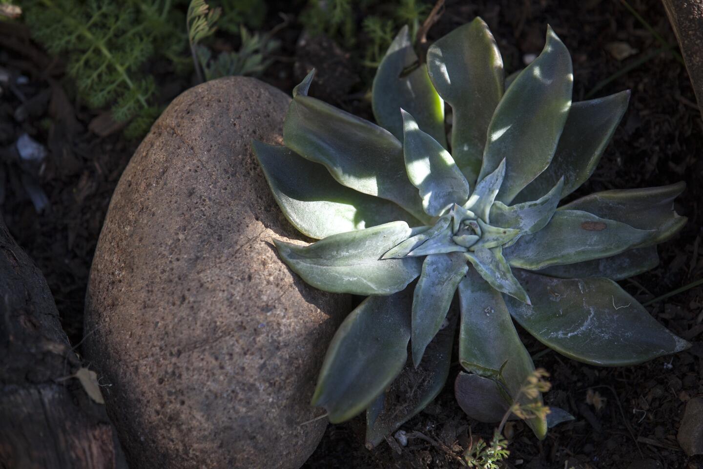Creating a drought-tolerant paradise