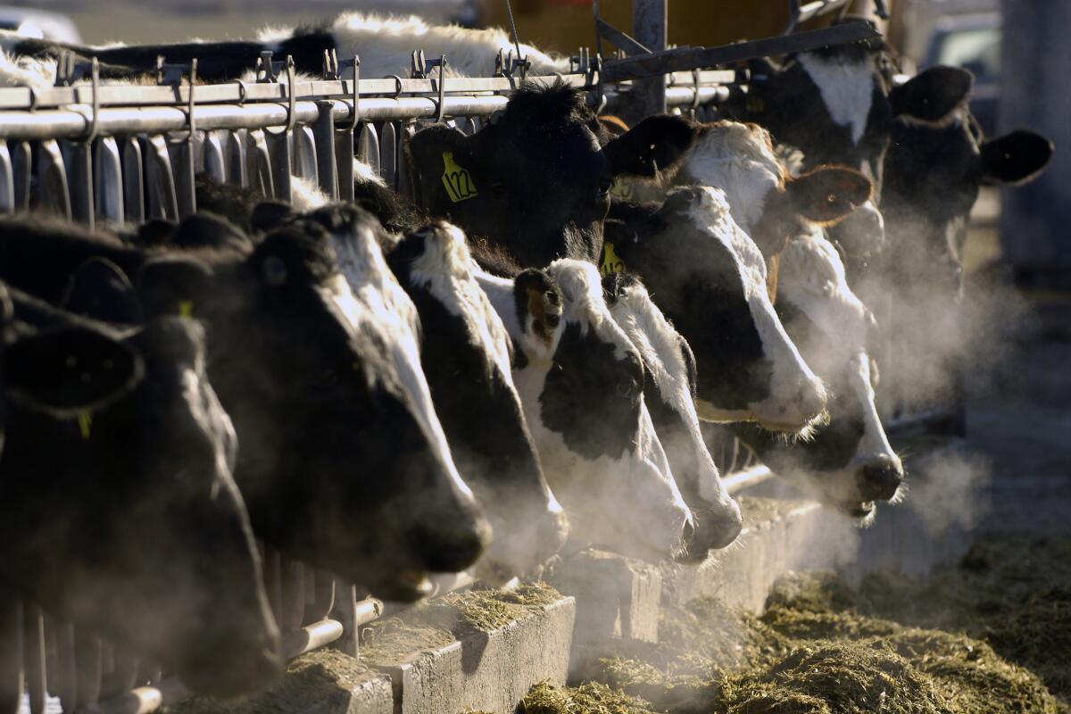 Vacas lecheras holstein se alimentan a través de una reja en una granja lechera en Idaho