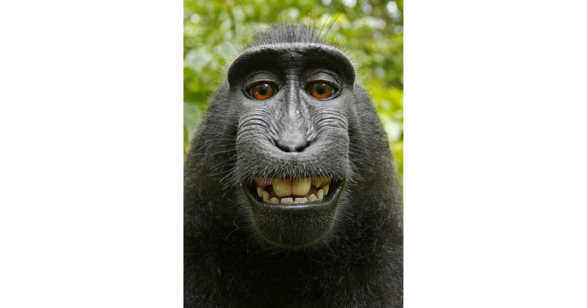 Monkey can't sue for copyright infringement of selfies, 9th Circuit rules