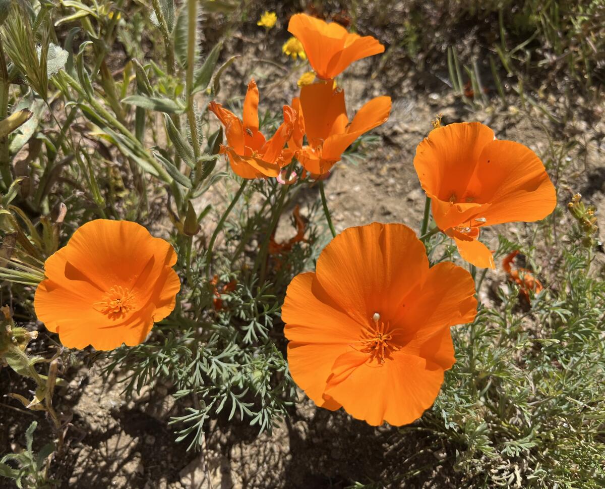 Eschscholzia californica officially became California's state flower 120 years ago.