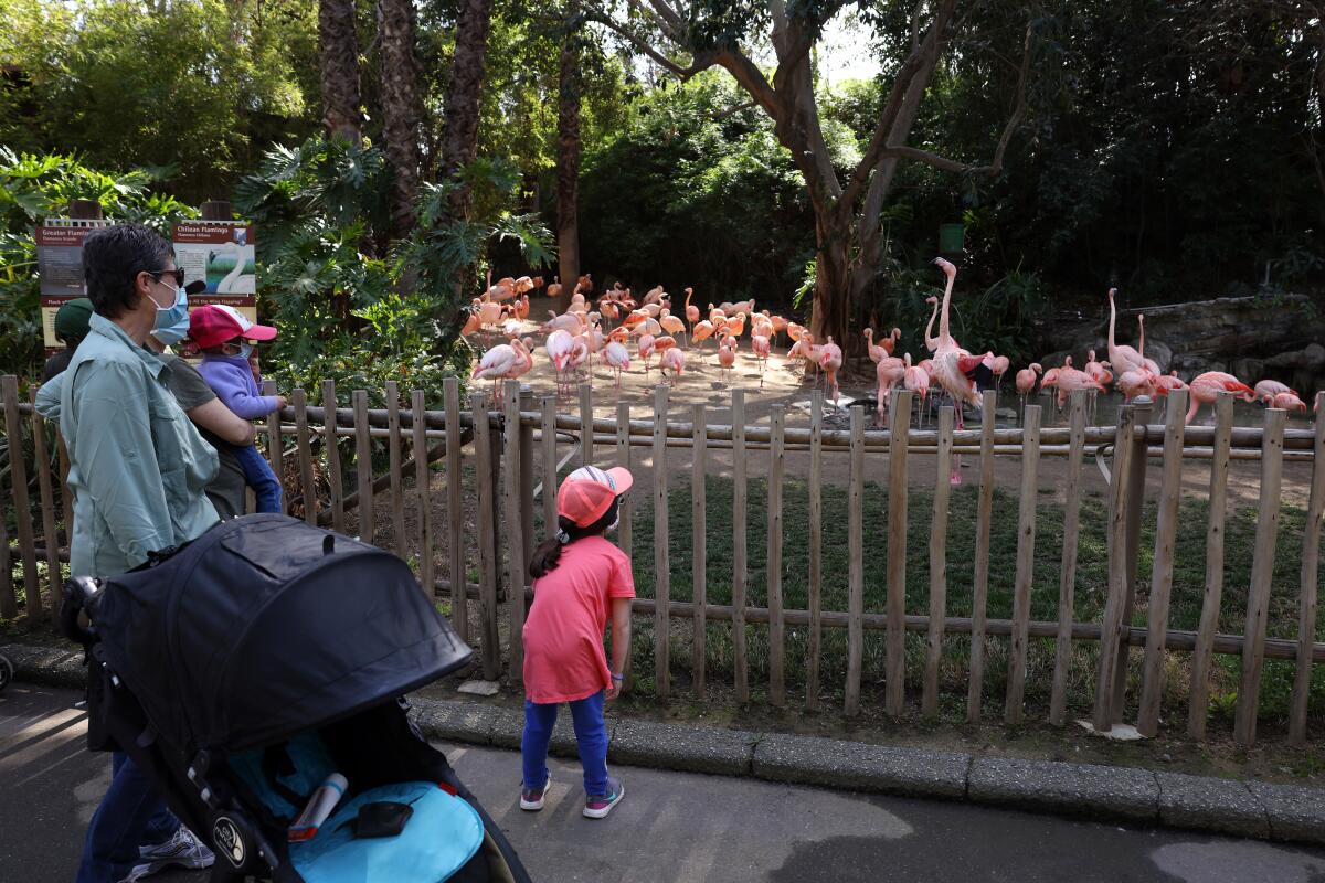Visitors look at the flamingo exhibit at the Los Angeles Zoo on Feb. 16, 2021.