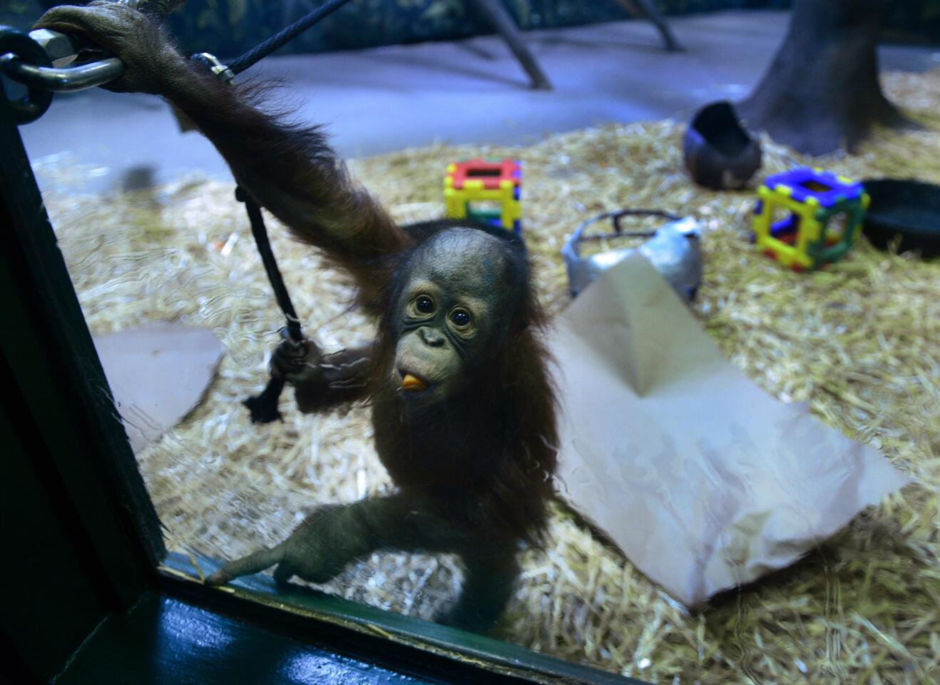 Tuah, a 1-year-old orangutan, appears in his enclosure at the Salt Lake City zoo, Thursday, Feb. 4, 2016. Tuah has predicted the Carolina Panthers will win the Super Bowl. Zoo spokeswoman Erica Hansen said the orangutan chewed up a cardboard Panthers sign and later kissed a papier-mache Panthers helmet. Hansen says he never touched the Denver Broncos sign or helmet. This was Tuah's first time handling the duties. His dad picked seven straight winners before dying in 2015. (Scott Sommerdorf /The Salt Lake Tribune via AP) DESERET NEWS OUT; LOCAL TELEVISION OUT; MAGS OUT; MANDATORY CREDIT