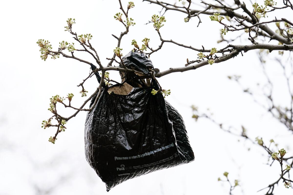 A black plastic bag hangs from a blossoming tree against a white background