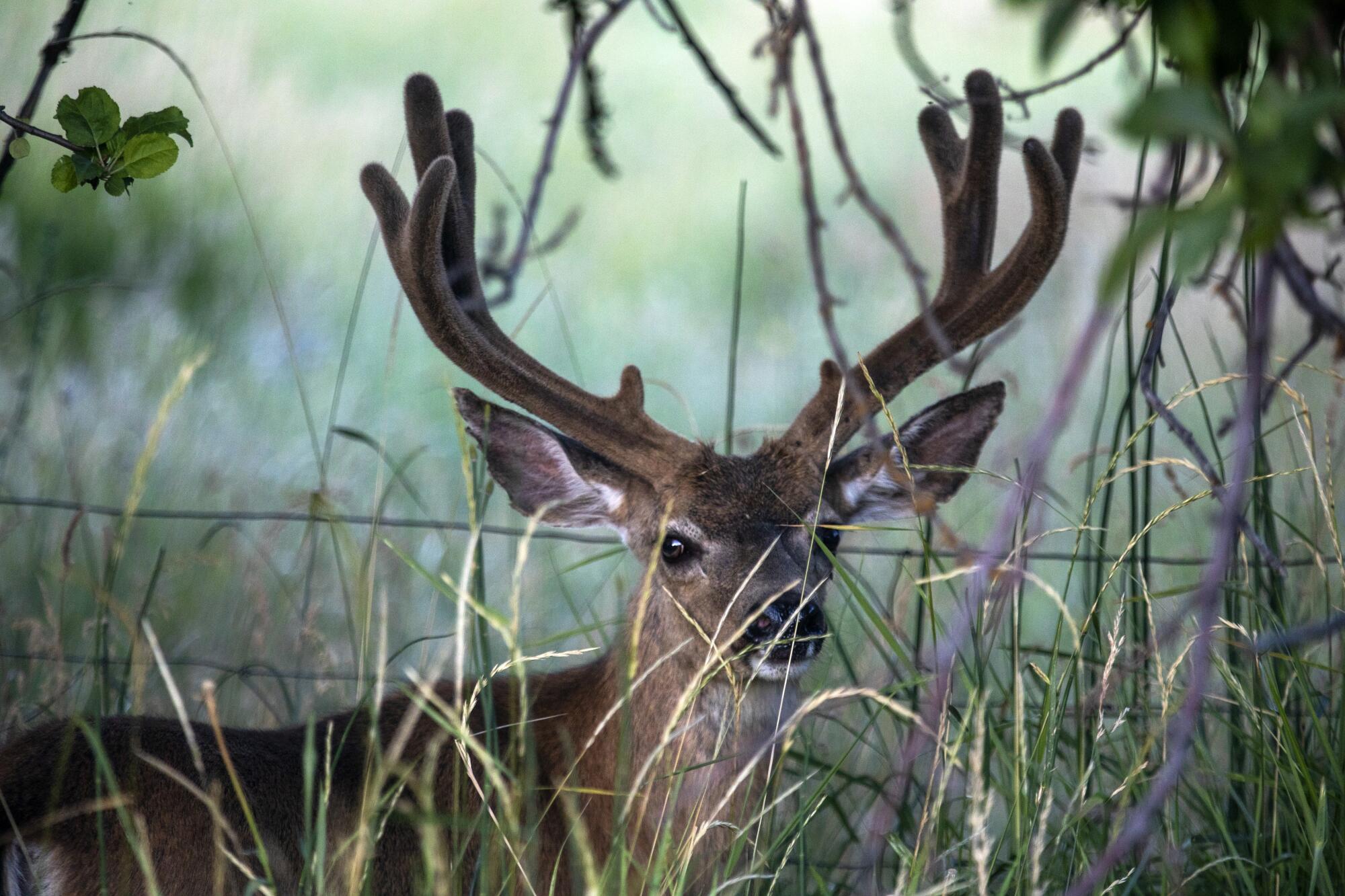 A young buck stands next to the road near Taylorsville, Calif.