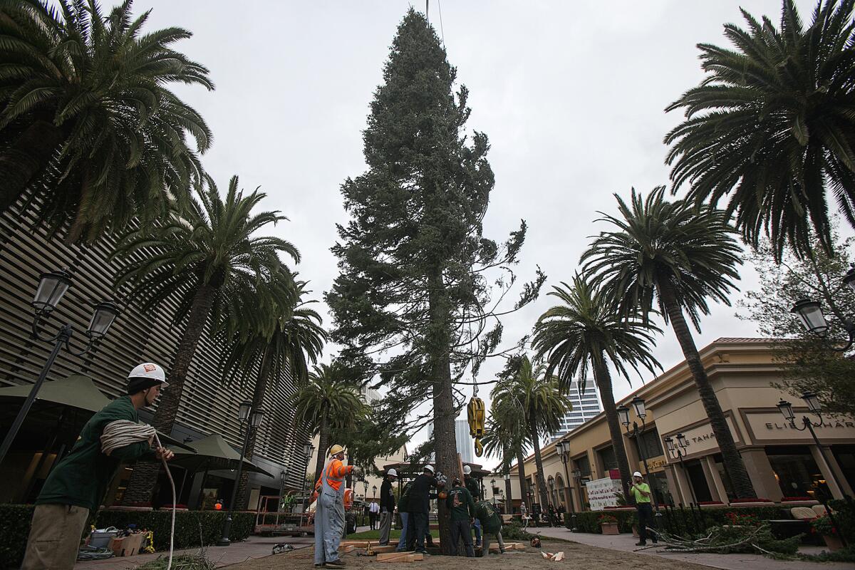 A crew with Victor's Custom Christmas Trees places a 90-foot white fir at Fashion Island on Nov. 4.