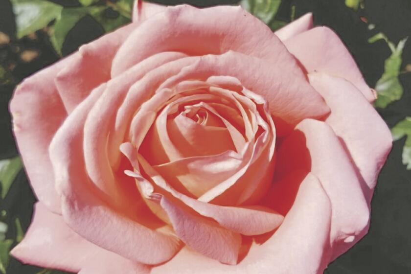 ‘Heavenly Scented’ is a salmon-colored hybrid tea rose.