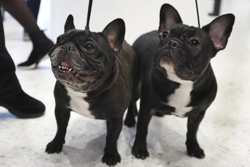 French bull dogs Violet, age 3, left, and Moxie, age 6 1/2 months. pose for photos at the Museum of the Dog, in New York, Wednesday, March 20, 2019. Labrador retrievers aren't letting go of their hold on U.S. dog lovers, while French bulldogs finished fourth in the top ranks of doggy popularity, according to new American Kennel Club data. (AP Photo/Richard Drew)