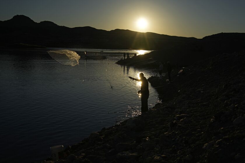 A fisherman throws a cast net along shore of Lake Mead at the Lake Mead National Recreation Area, Friday, Jan. 27, 2023, near Boulder City, Nev. Six western states that rely on water from the Colorado River have agreed on a plan to dramatically cut their use. California, the state with the largest allocation of water from the river, is the holdout. (AP Photo/John Locher)