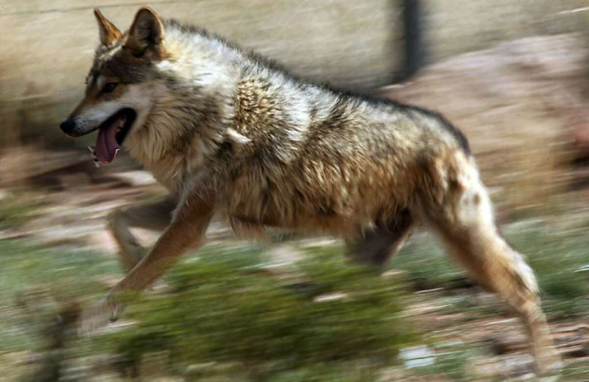 A Mexican gray wolf runs around inside a holding pen at the Sevilleta Wildlife Refuge in New Mexico.