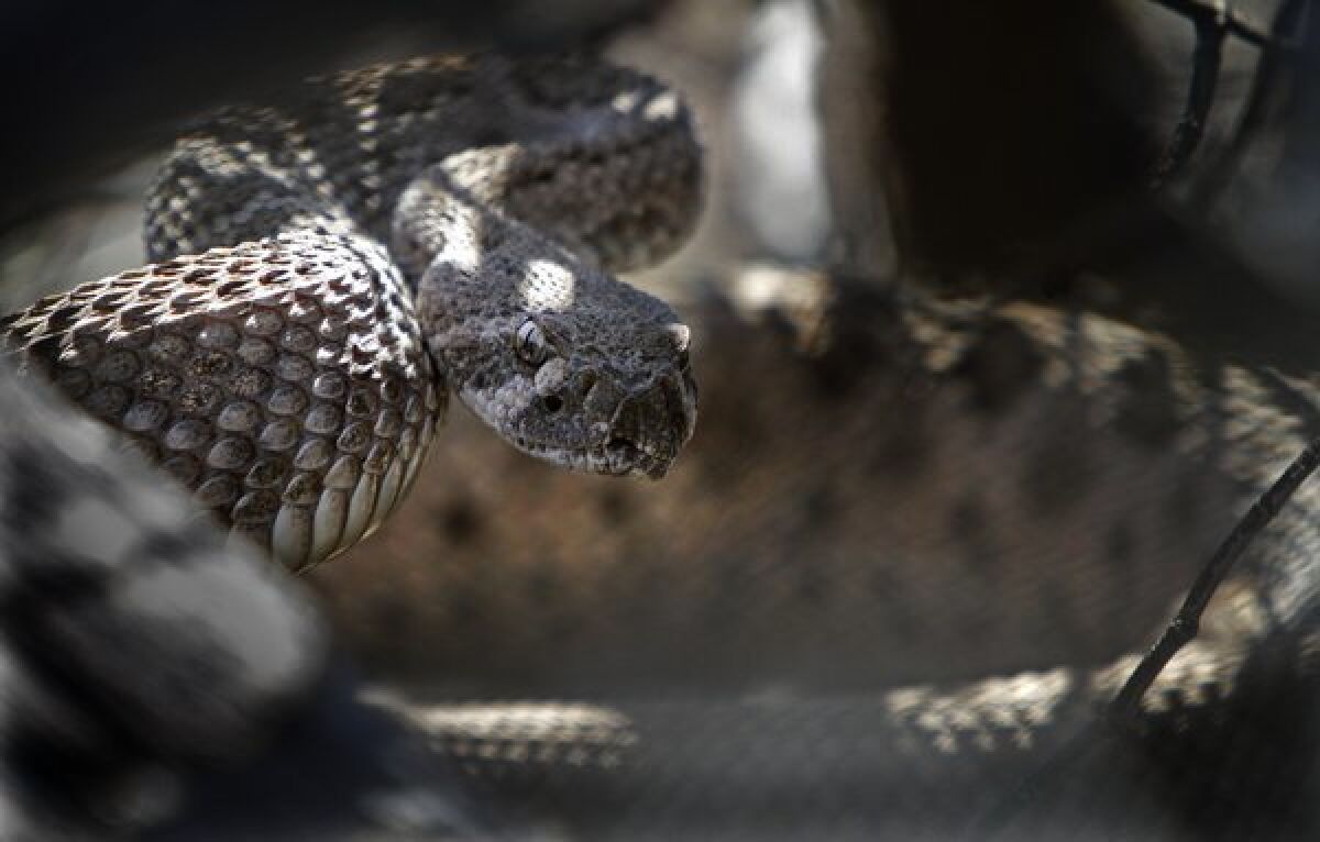 Human encounters with rattlesnakes increase in early summer months as the weather warms up and people spend more time outdoors, an L.A. County Fire Department spokesman said.