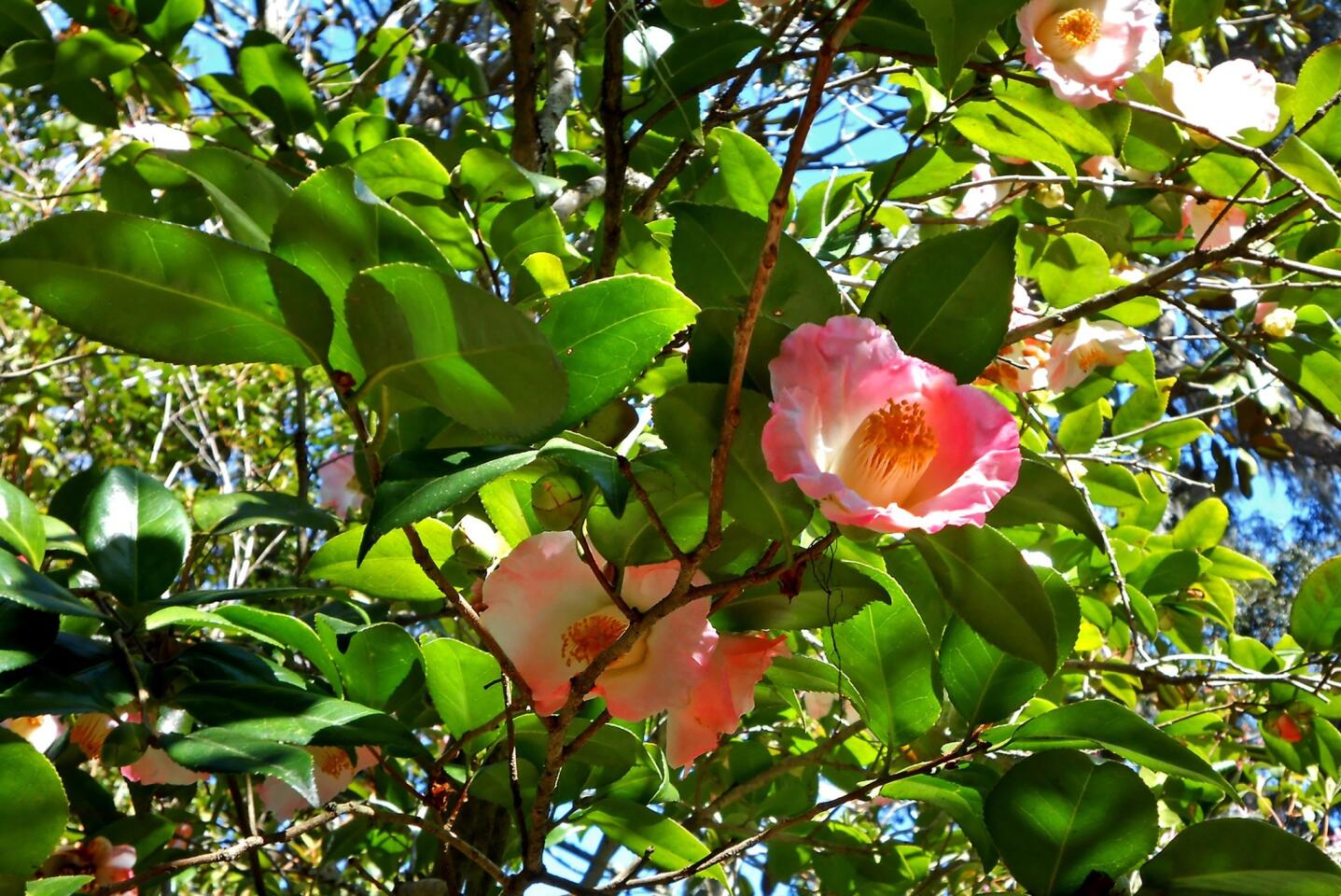 Magnolia Plantation in Charleston, S.C.