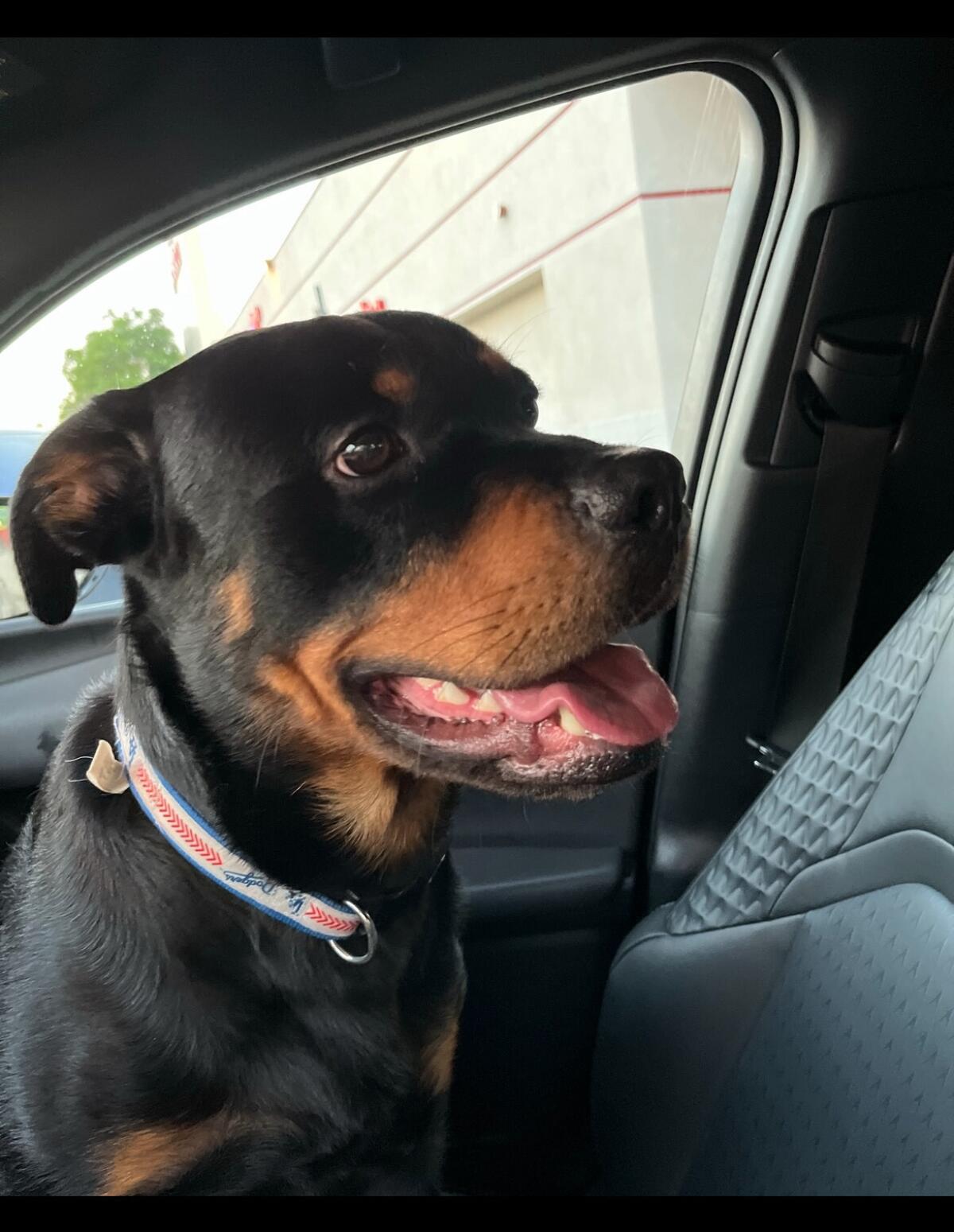 Rocco, a 2-year-old Rottweiler, was stolen from outside his Pasadena home