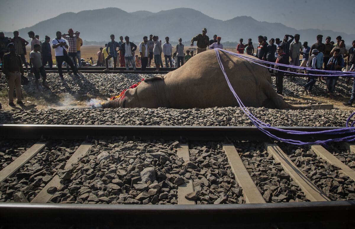 A wild male elephant, one of two killed after they were hit by a train, lays near a railway track in Durung Pathar, in the northeastern Indian state of Assam, Wednesday, Dec. 1, 2021. “The two adult elephants were walking on the railway track when the train, on its way to the eastern tea-growing town of Dibrugarh from New Delhi ran over them, killing them almost immediately,” Dilip Kumar Das, an Assam Wildlife Ranger said. Wild elephants often stray into human habitations during this time of the year when rice is ready for harvest in the fields, he added. (AP Photo/Anupam Nath)