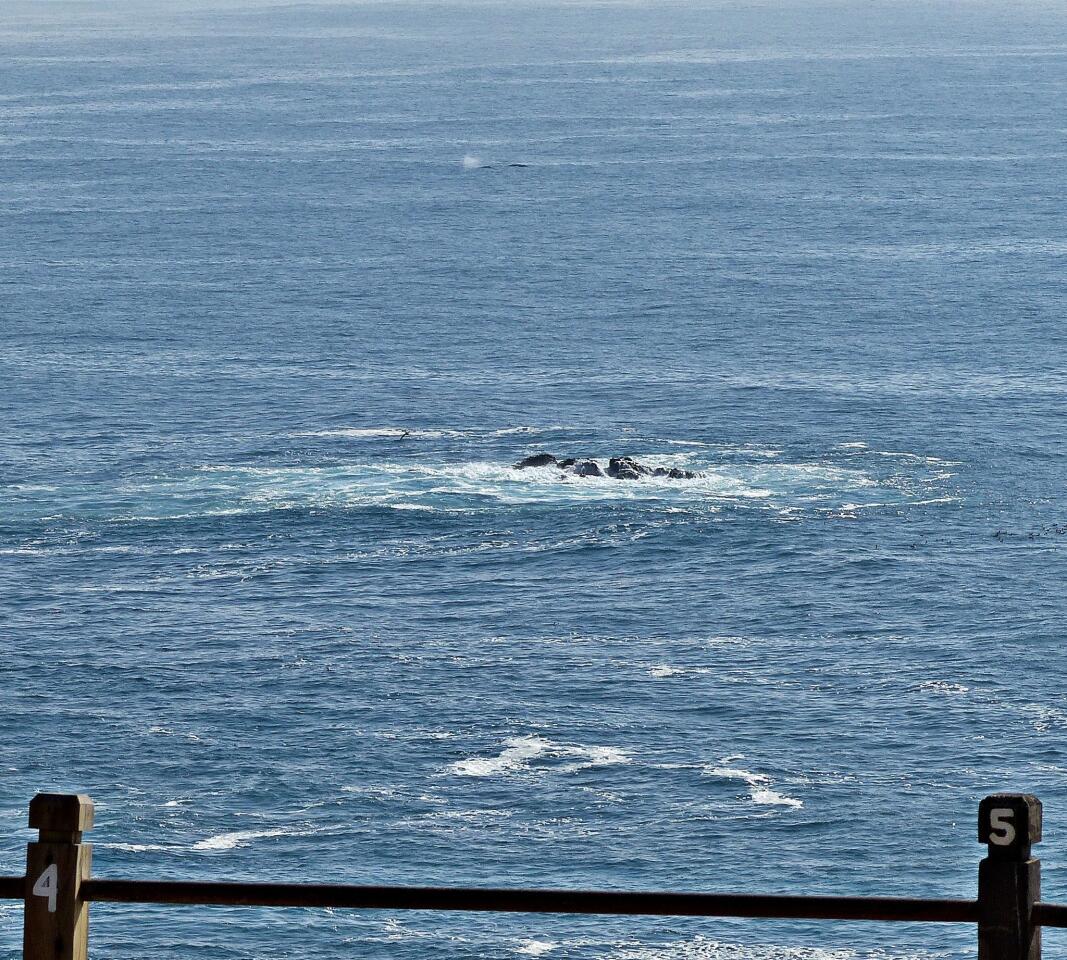 Whale watching at Point Vicente