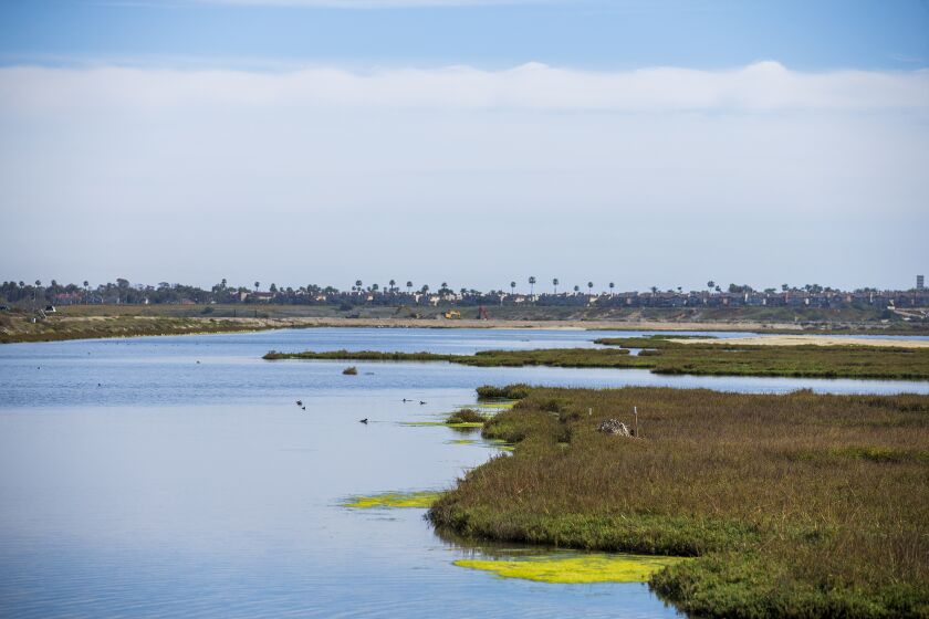 The Bolsa Chica Land Trust released its Sustainable Alternatives Study for the lowland wetland system at the Bolsa Chica Ecological Reserve. Photo taken on Wednesday, March 2.