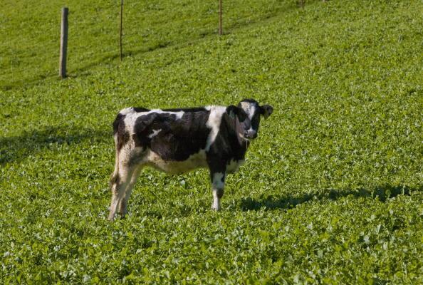 Federal Study Investigates Cow Burps - (Durham, NH) $700,000