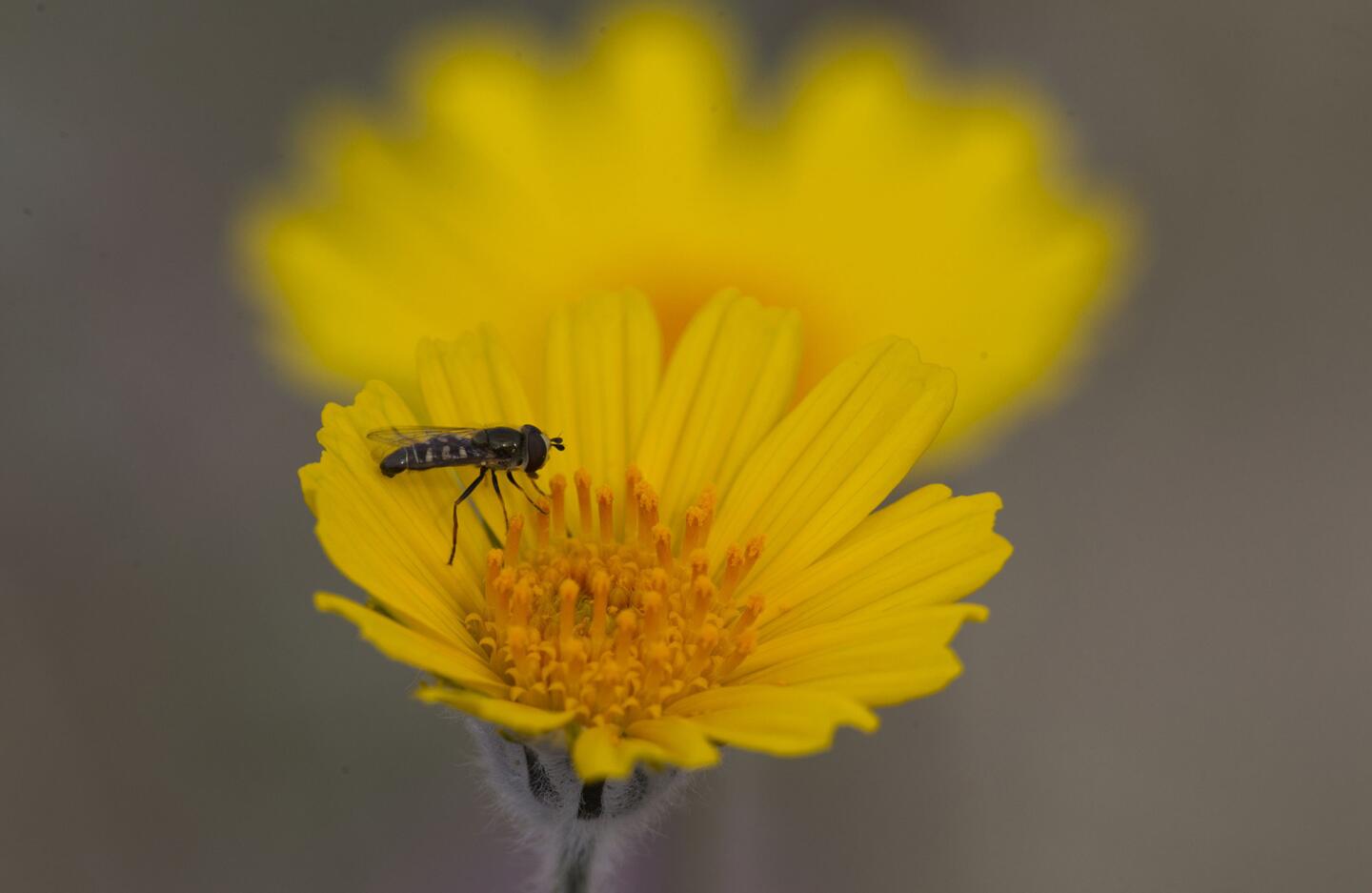 wildflower bloom