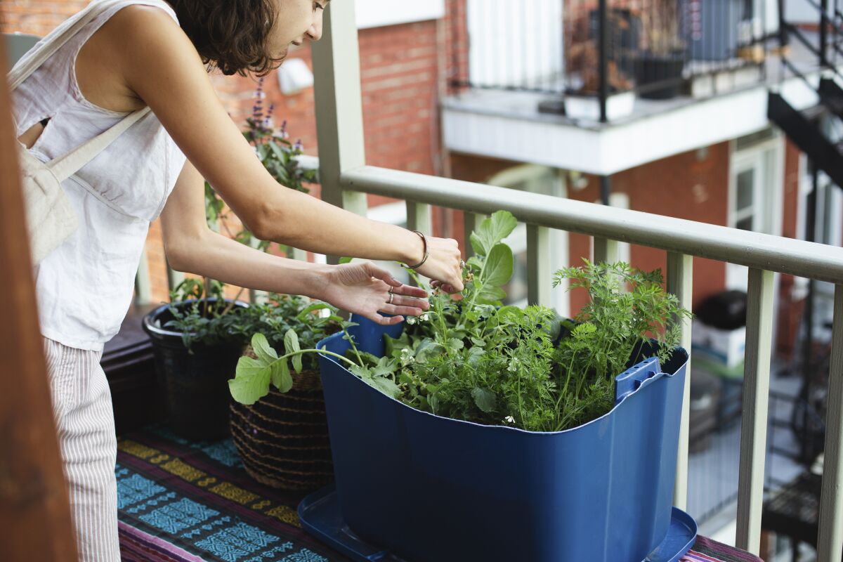 A woman tends herbs planted in deep pots on a balcony.