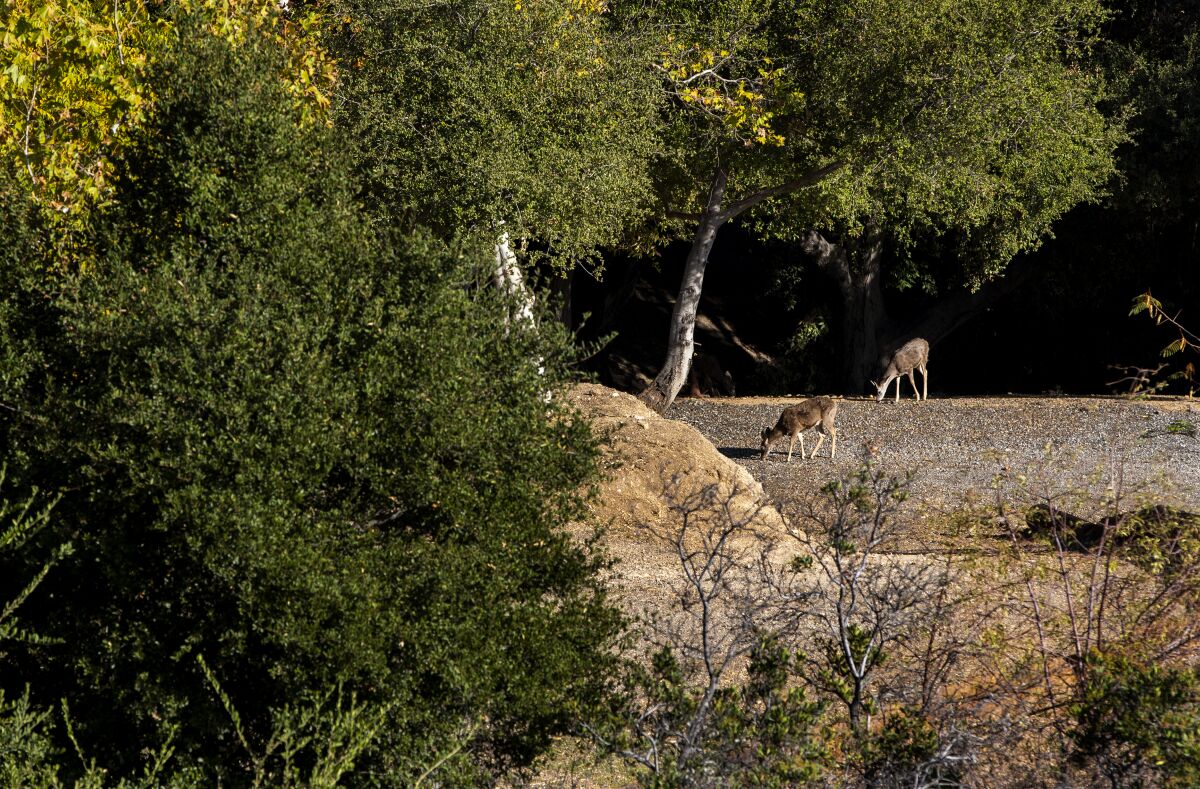 Deer at Marshall Canyon Park