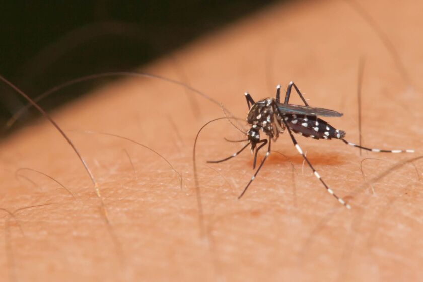 The number of reported Zika virus cases is much lower so far this year than at this point in 2017, but pregnant women remain advised not to travel to risky areas. The virus is primarily transmitted by bite of an infected Aedes species mosquito, above. (Dreamstime/TNS) ** OUTS - ELSENT, FPG, TCN - OUTS **
