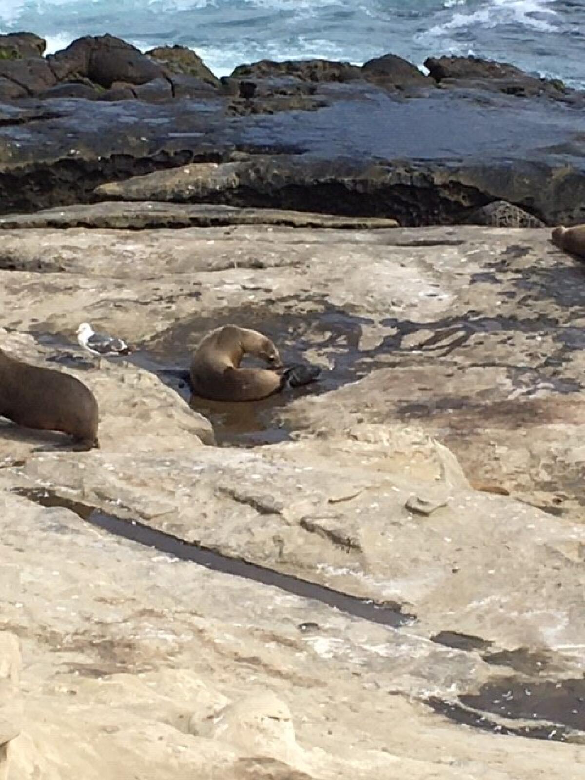 Deanne Monte provided this photo recently of a sea lion giving birth to a pup near La Jolla Cove.