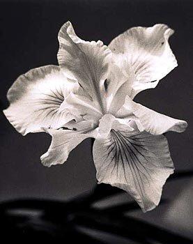 Pacific Coast iris "Canyon Snow"