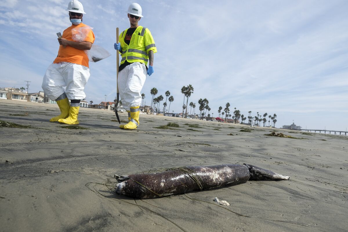 Workers in protective suits walk by as dead marine life washed off on a beach after an oil spill in Newport Beach, Calif., on Wednesday, Oct. 6, 2021. A major oil spill off the coast of Southern California fouled popular beaches and killed wildlife while crews scrambled Sunday, to contain the crude before it spread further into protected wetlands. (AP Photo/Ringo H.W. Chiu)