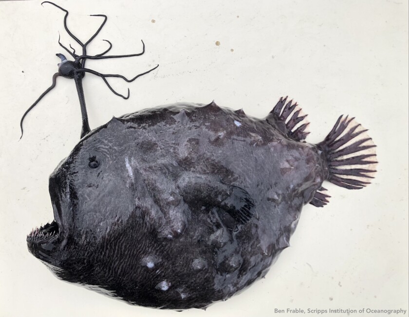 A jet-black, blob-like anglerfish with razor-sharp teeth, a tentacled lure protruding from its head, and spines all over