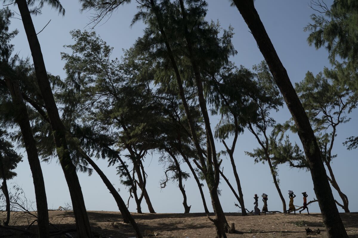 Women walk under filao trees planted to slow coastal erosion along the Atlantic Ocean in Lompoul village near Kebemer, Senegal, on Friday, Nov. 5, 2021. The trees form a curtain that protects the beginning of the Great Green Wall, a project that began in 2007 with a vision for the trees to extend like a belt across the vast Sahel region, from Senegal in the west to Djibouti in the east, by 2030. But as temperatures rose and rainfall diminished, millions of the planted trees died. (AP Photo/Leo Correa)