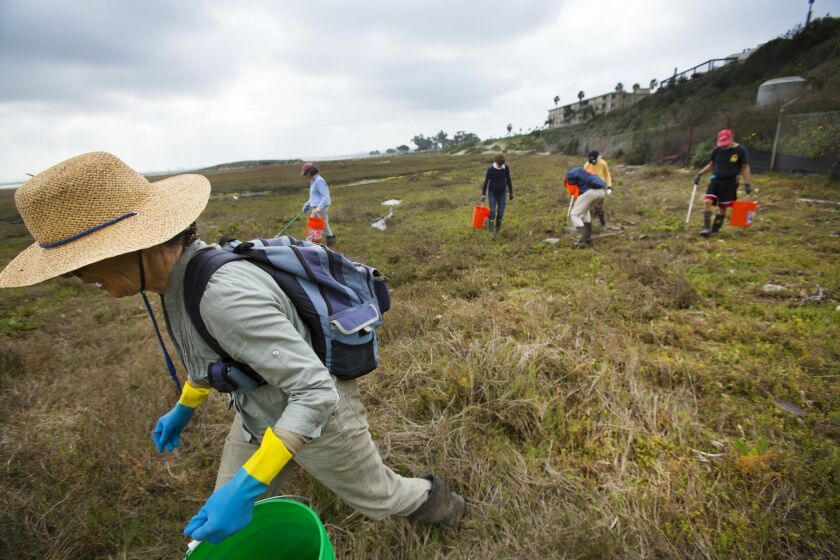 Kay Stewart along with others, picks up trash during the annual, Love Your Wetlands Day, at the Kendall-Frost Marsh Reserve in Pacific Beach.