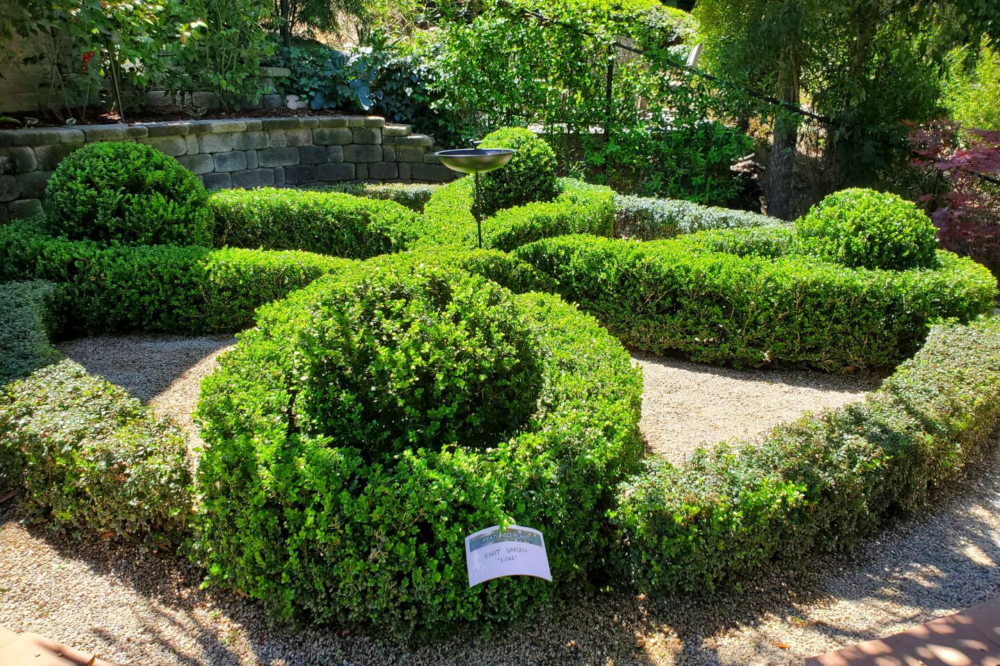 secret-garden-22-hedge.jpg
