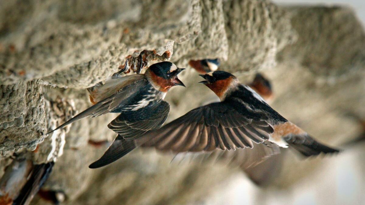 A pair of cliff swallows bring food to hatchlings that are hidden in the mud nest beneath a bridge on North River Road. The best known story of the migratory birds is their storied return to Mission San Juan Capistrano in 2008.