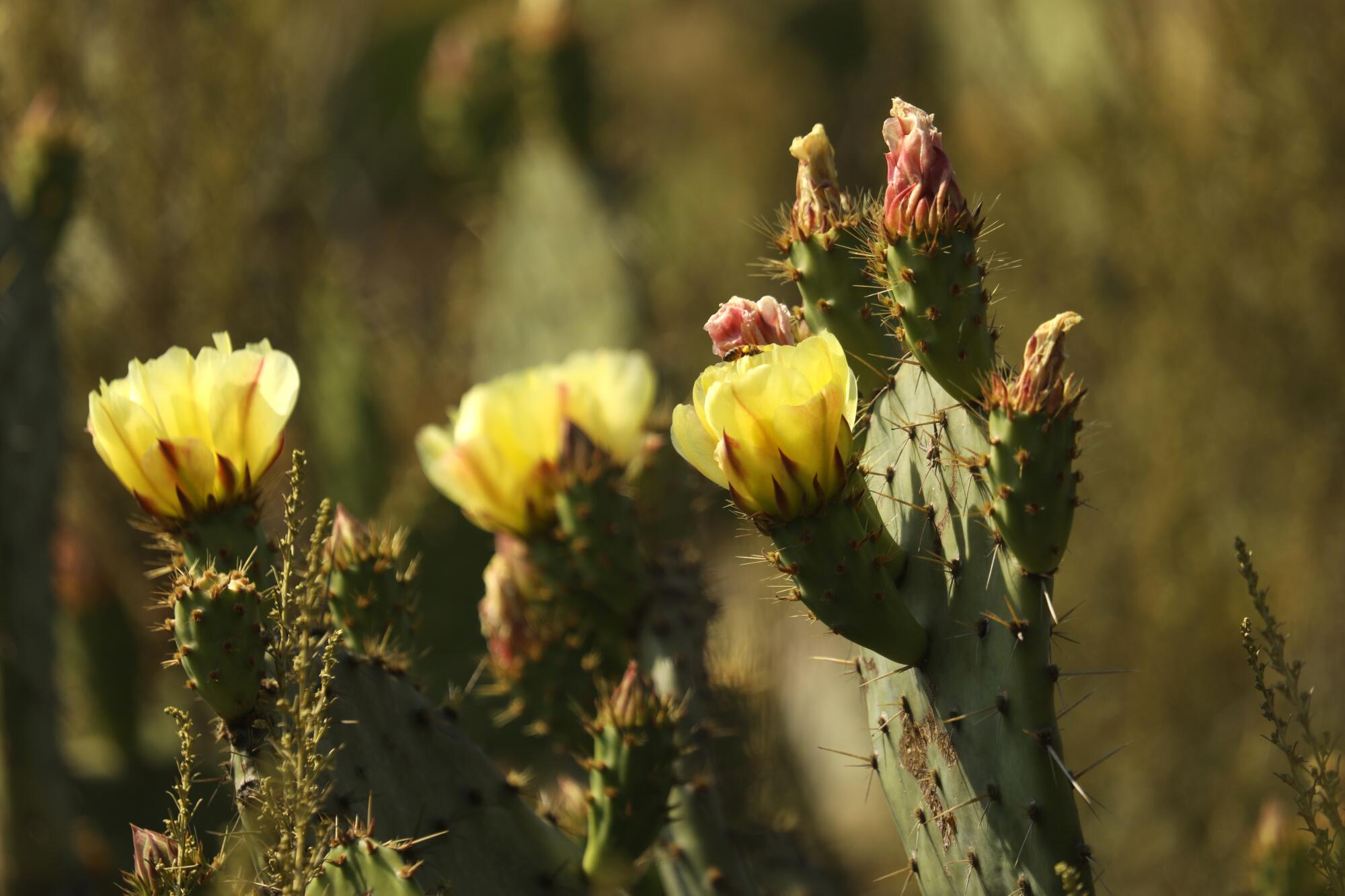 Prickly pear cactus in bloom