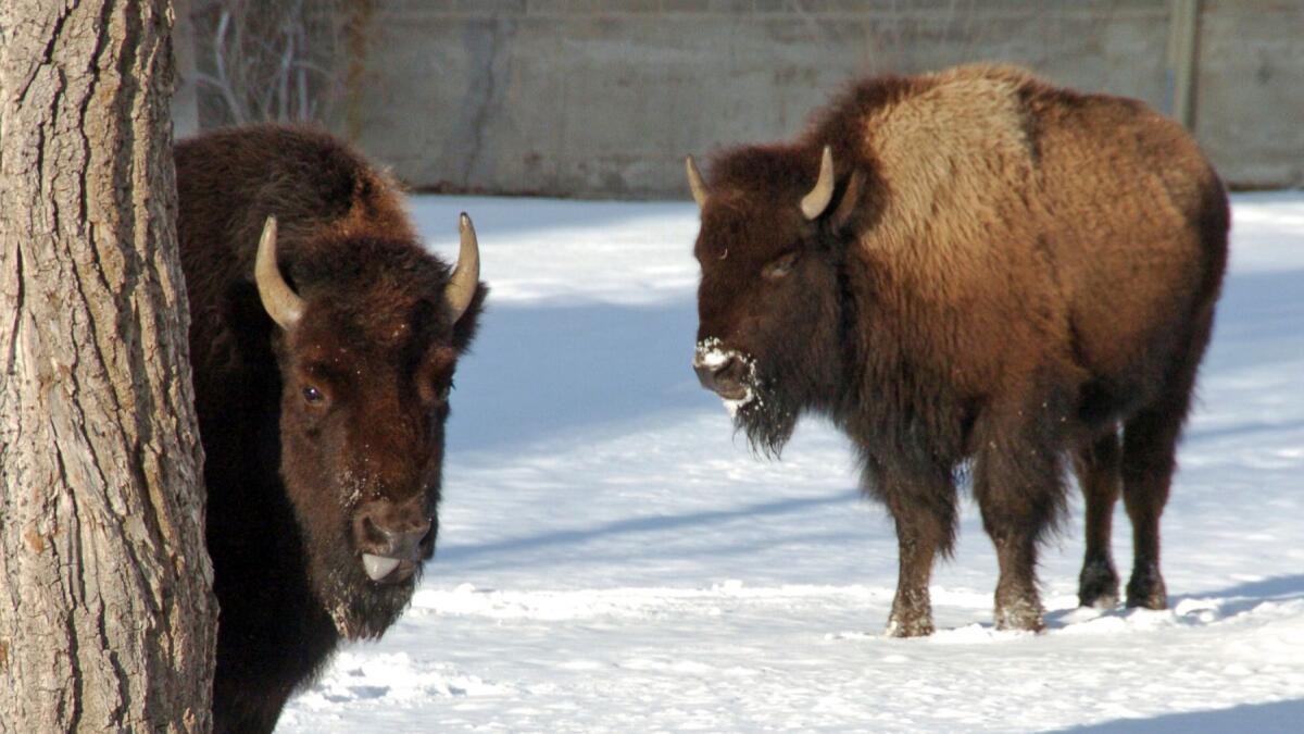 A federal judge has ordered U.S. wildlife officials to reconsider a decision that blocked greater protections for Yellowstone National Park's iconic bison.