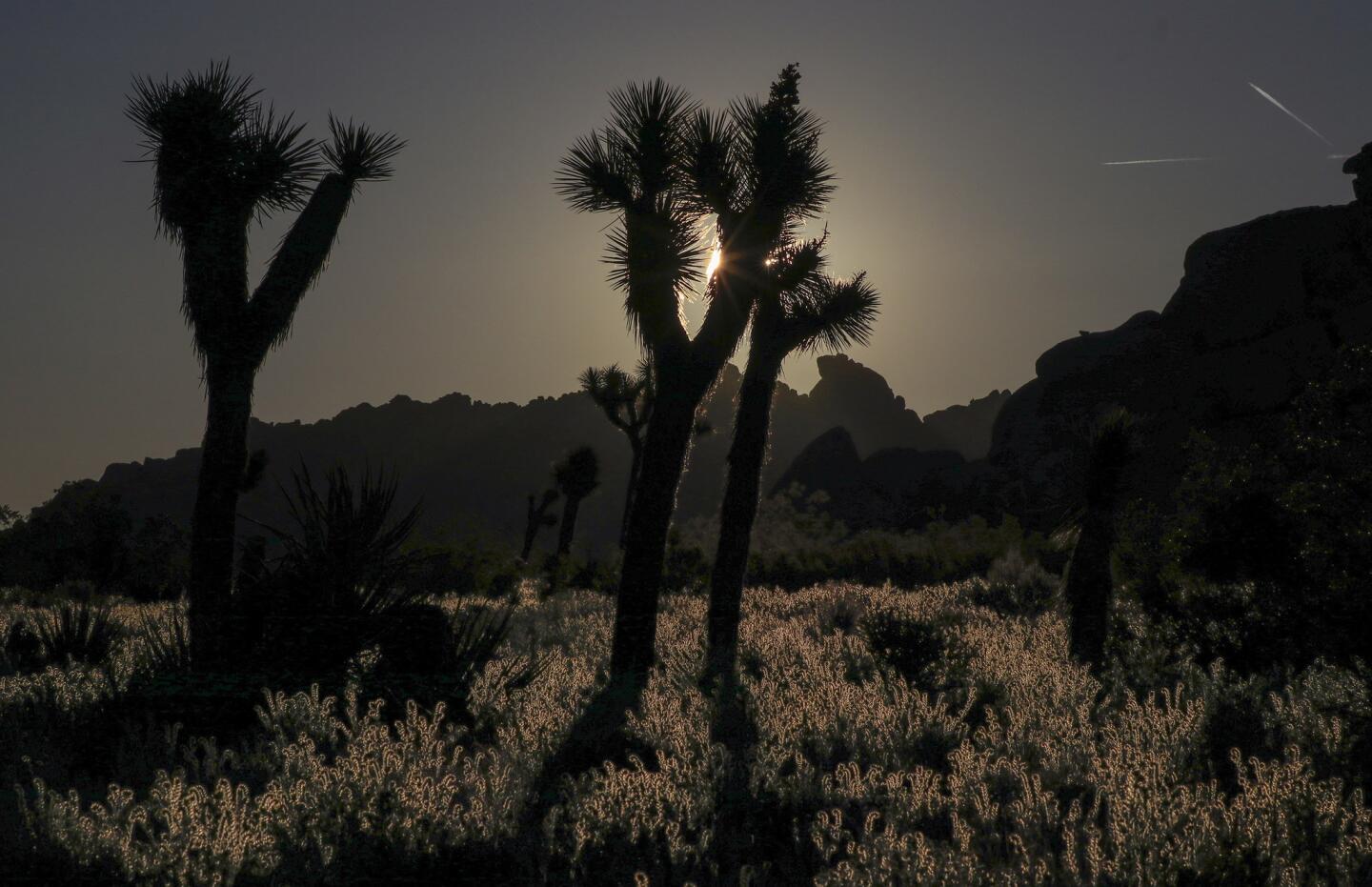 Joshua trees are backlit by the sunrise while wildflowers bloom at their feet in Joshua Tree National Park.