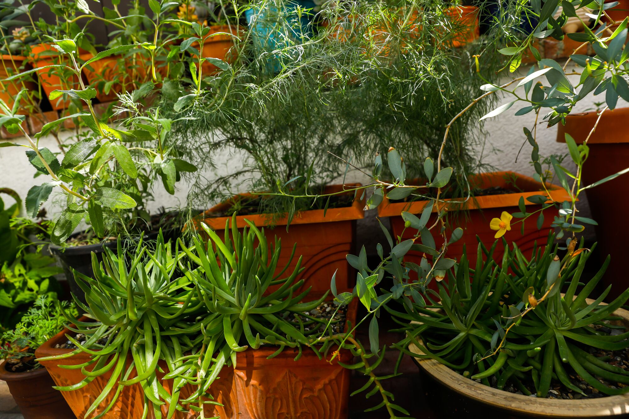 Barbara Chung's patio is lined with stacked rows of plants in pots.