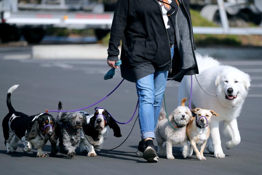 Pamela Mann of Pack Pals Huntington Beach, walks six dogs at the Sunset Aquatic Marina in Huntington Beach on Thursday, Fewb. 11, 2021. Mann walks a viariety of dogs regularly.