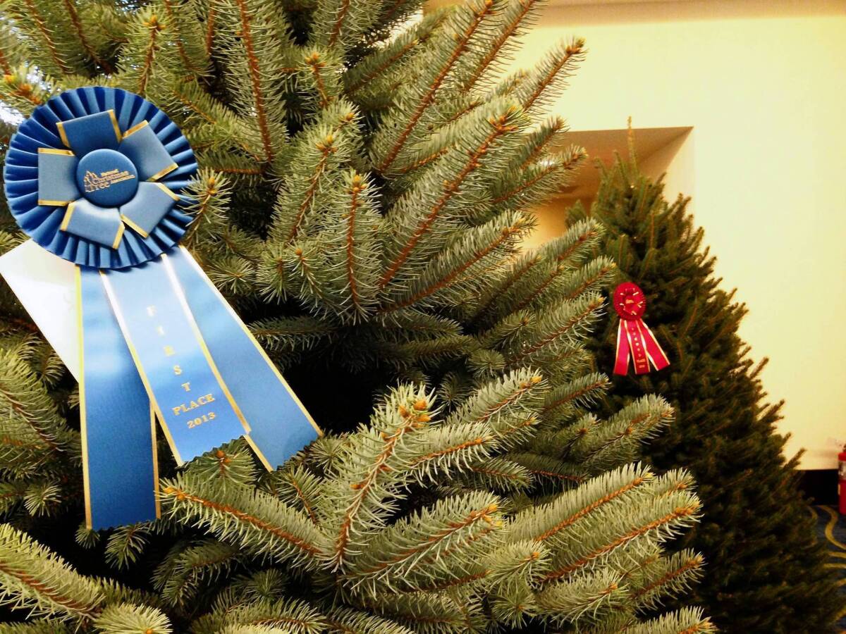 Ribbons adorn the blue spruce, foreground, and Fraser fir that took first and second prizes at the annual National Christmas Tree Assn. meeting in Arlington, Va.