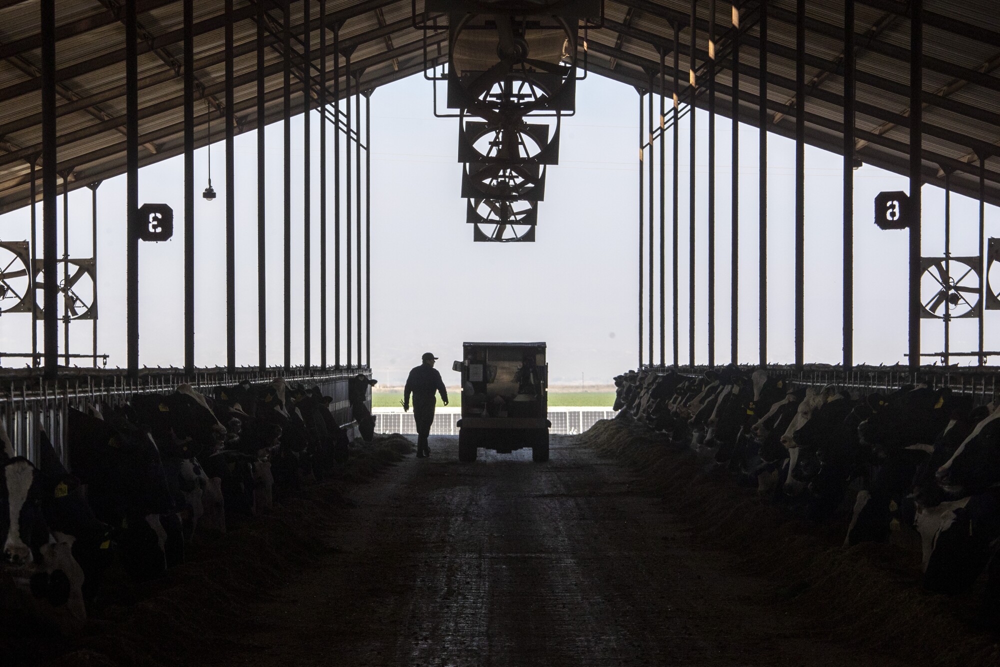 A worker and truck are silhouetted at the entrance to a dairy barn. 