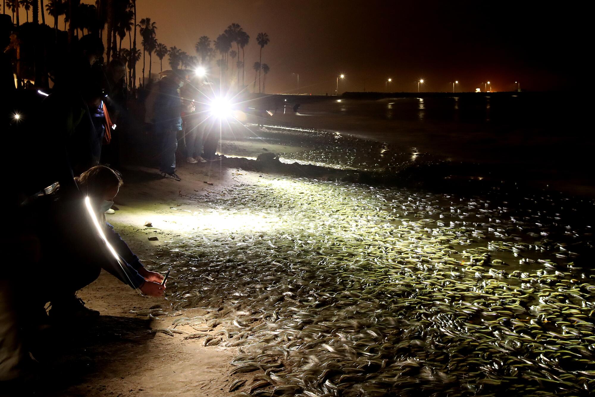 Photos Join us for a grunion run, a SoCal beach tradition Los