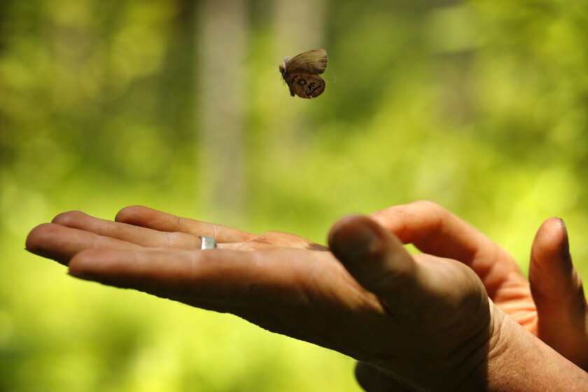 St. Francis' satyr butterfly