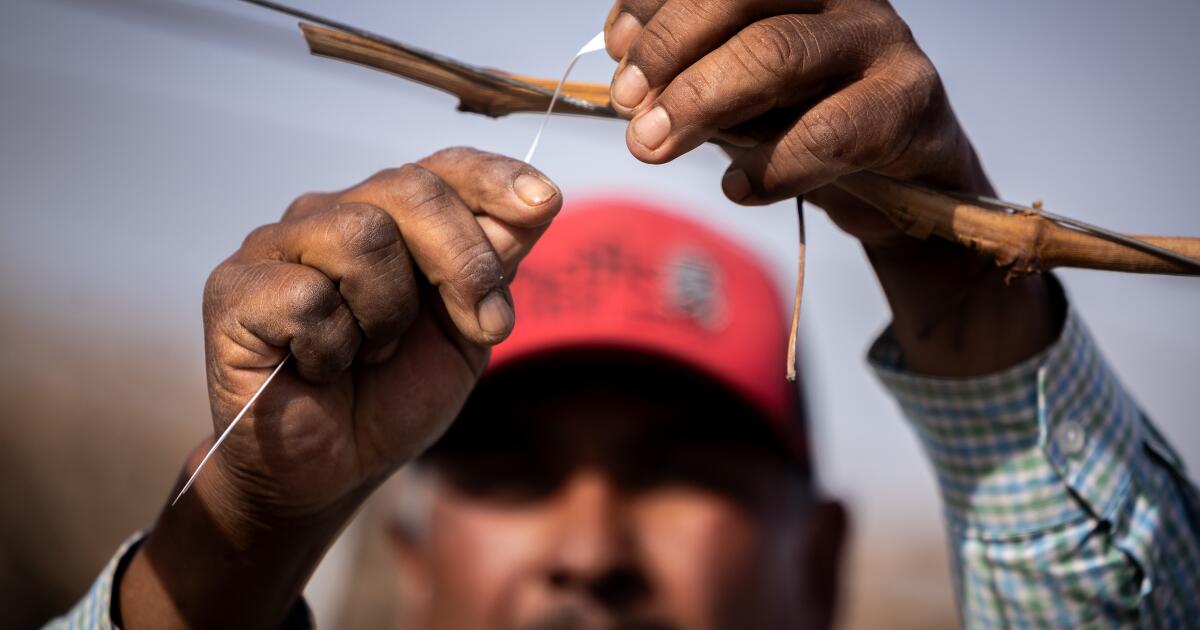 Californians see undocumented immigrants as essential to economy, poll finds Californians see undocumented immigrants as essential to economy, poll finds