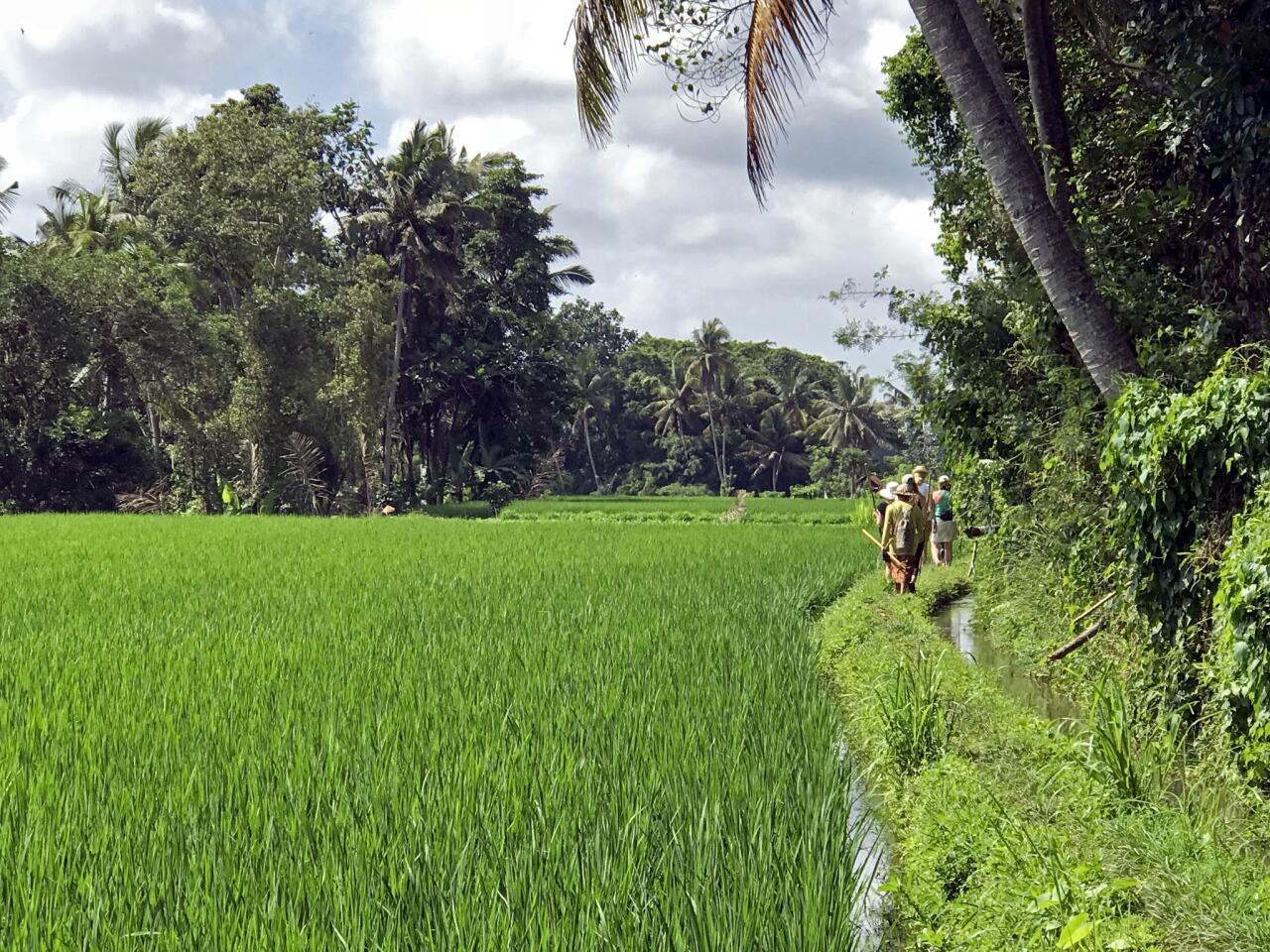 On a “trash walk” through rice paddies outside Ubud, led by Cynthia Hardy of Bambu Indah hotel, a group of visitors spears errant plastic garbage. If they are home, she and her husband, John Hardy, lead the walks each morning at 7.