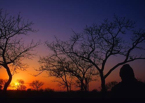 Londolozi, Mpumalanga province, South Africa