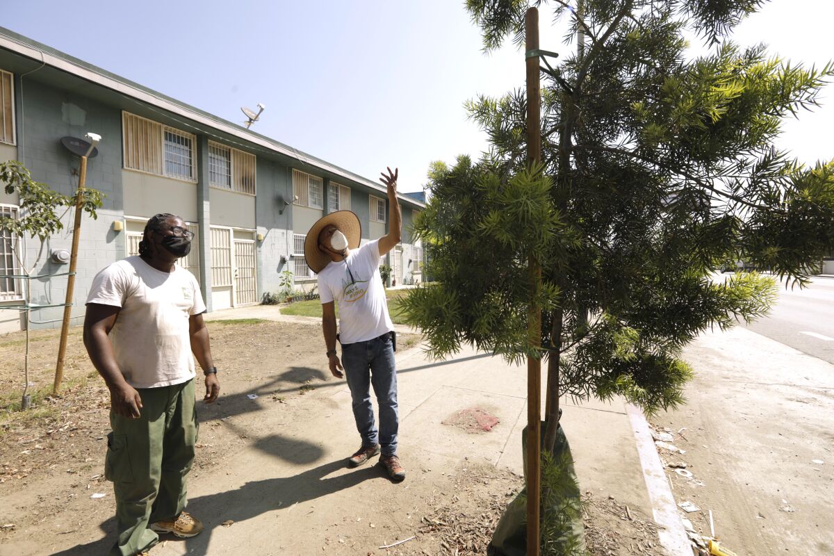 A man gestures toward a newly planted tree in front of an apartment complex as a second man looks on.